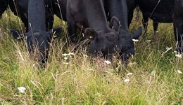 Jim's Journey − technical workshop with Jaime Elizondo